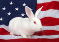 American White Rabbit