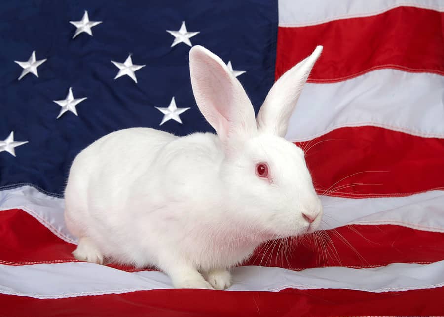 American White Rabbit