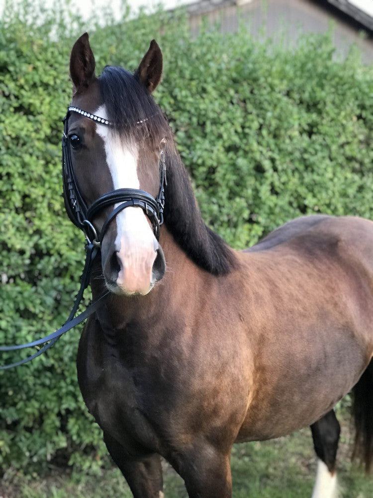 Aurora Horses - Welsh Cob